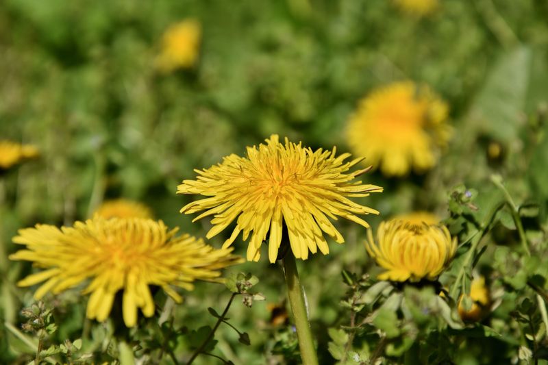 Weeds Increase Before They Decrease Weeds Increase Before They Decrease