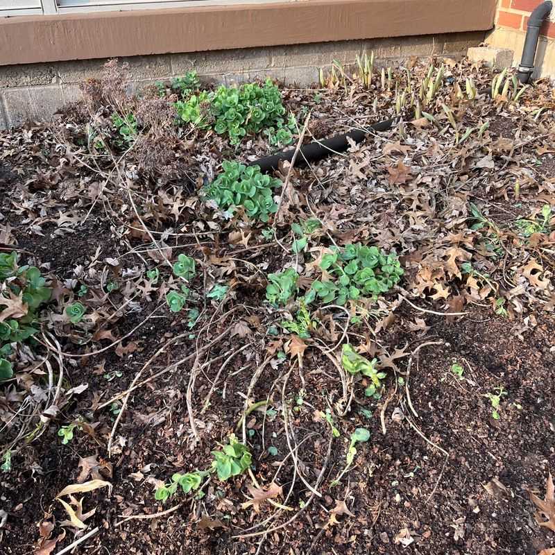Weeds Make The Bed Look Fuller For The Wrong Reason Weeds Make The Bed Look Fuller For The Wrong Reason