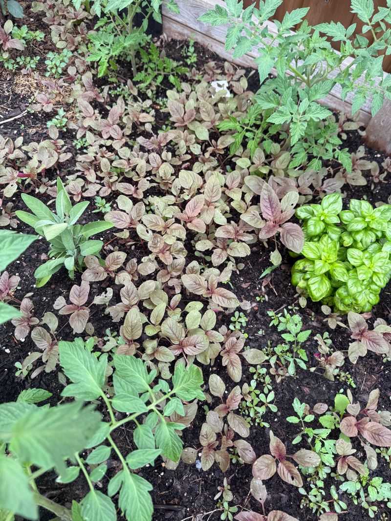 Weeds Wake Up After The Soak Weeds Wake Up After The Soak