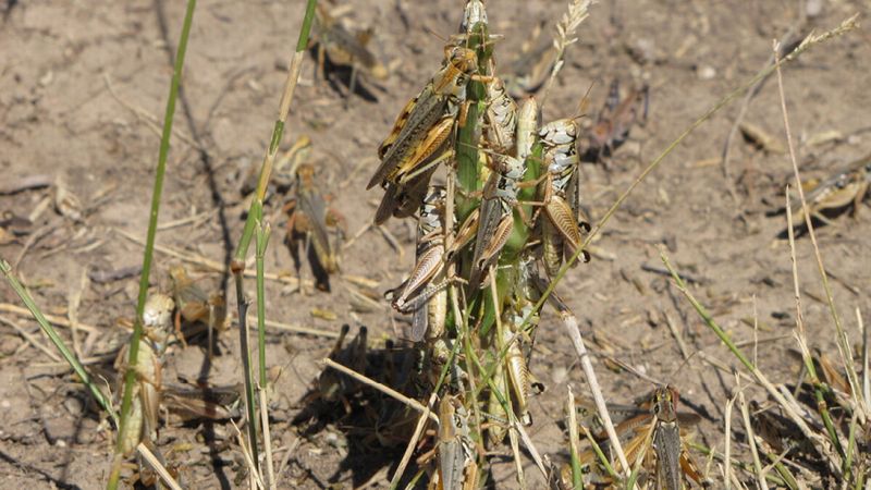 Weedy Borders Become Grasshopper Launch Pads Weedy Borders Become Grasshopper Launch Pads