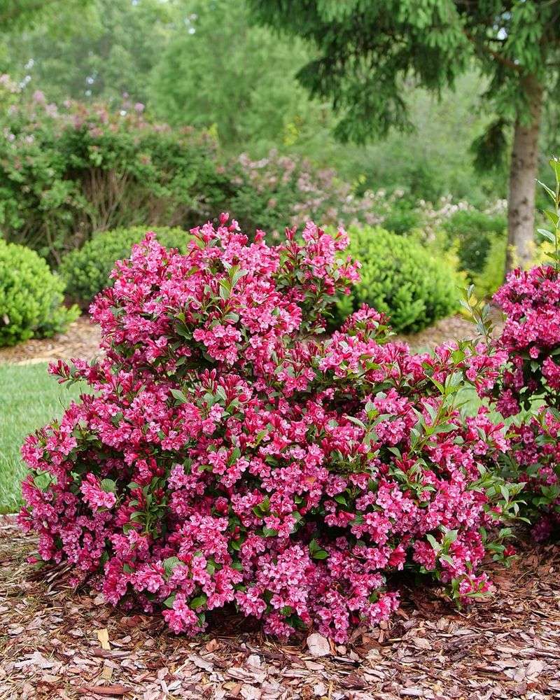 Weigela Should Be Pruned After Its Spring Display