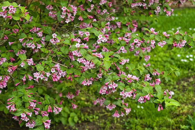 Weigela