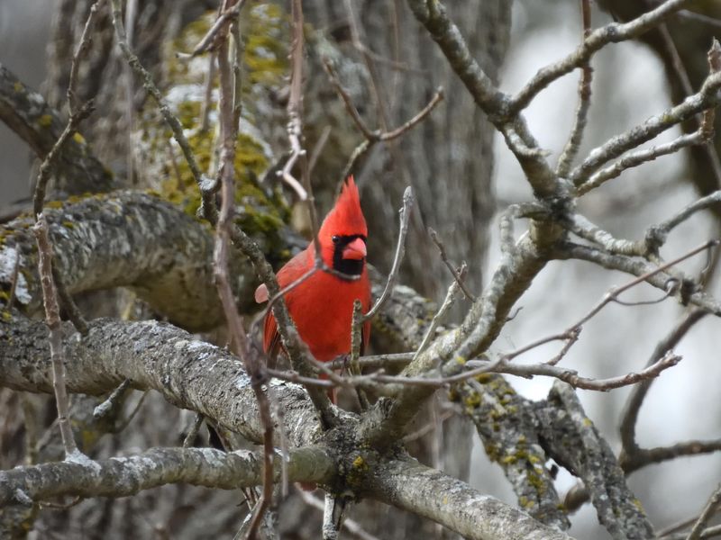 Welcome Cardinals As A Shrub Layer Victory Welcome Cardinals As A Shrub Layer Victory