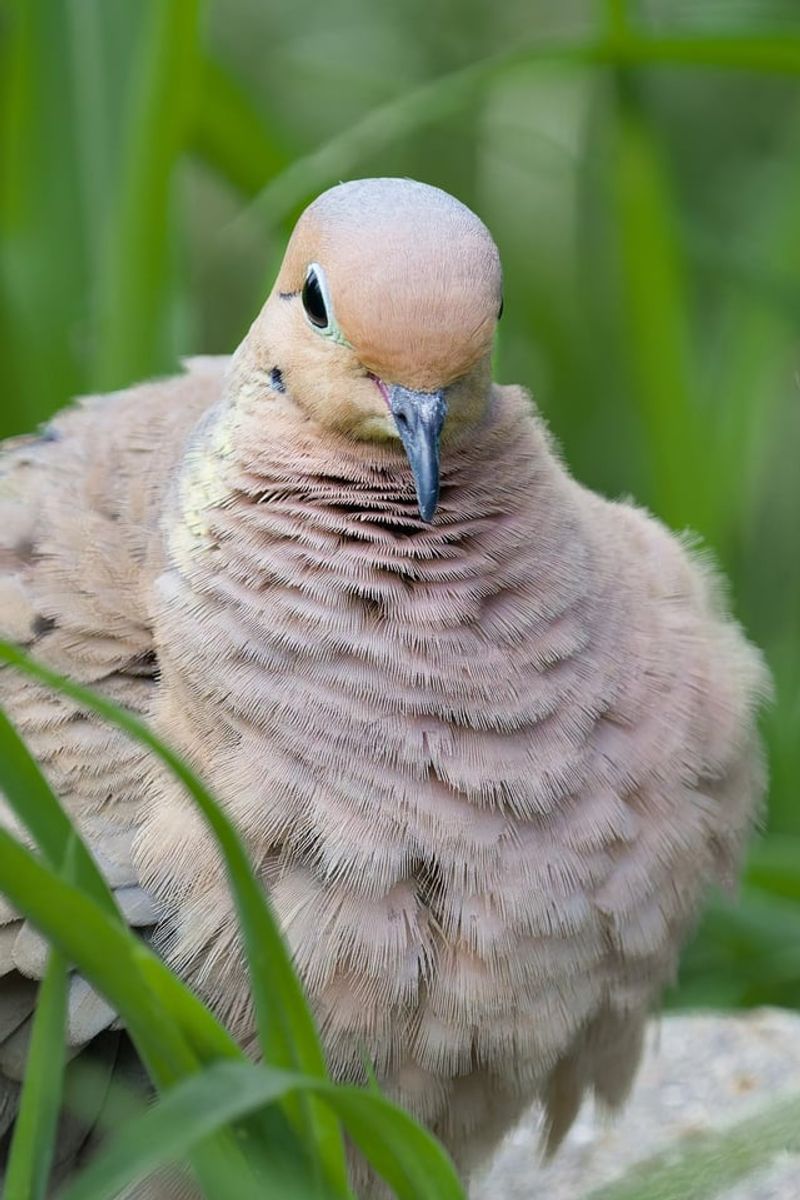 Welcoming The Dove Back Again And Again