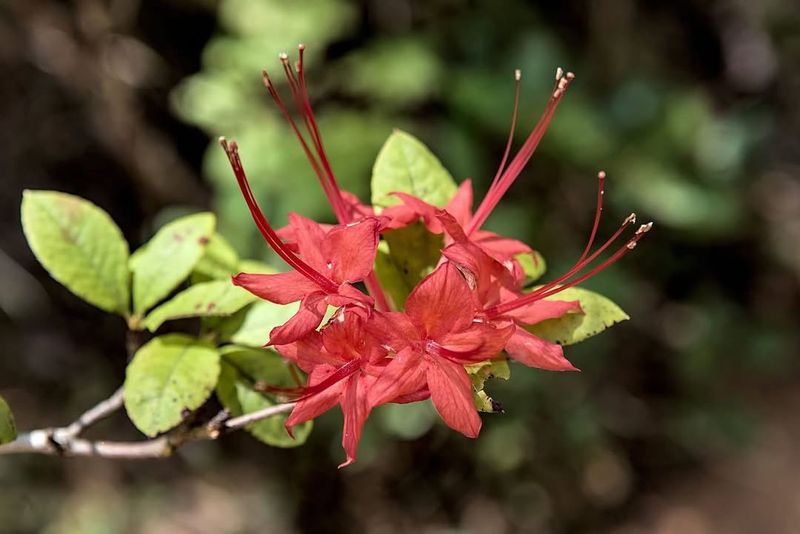 Well Drained Acidic Soil Supports Healthy Growth