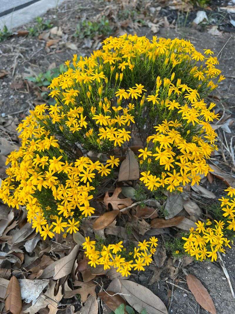 Well-Drained Soil Helps It Thrive Well-Drained Soil Helps It Thrive