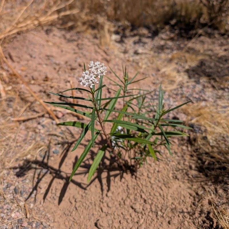 Well Drained Soil Helps Prevent Root Problems Well Drained Soil Helps Prevent Root Problems