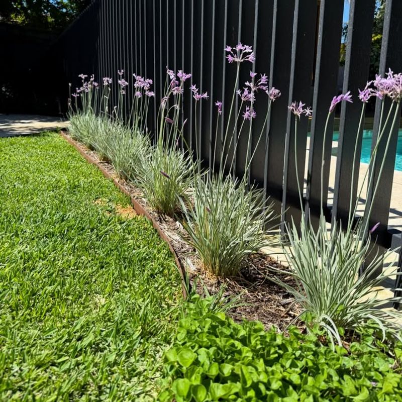Well Drained Soil Keeps It Healthy