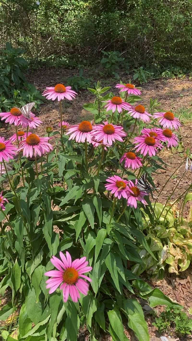 Well-Drained Soil Keeps Roots Healthy