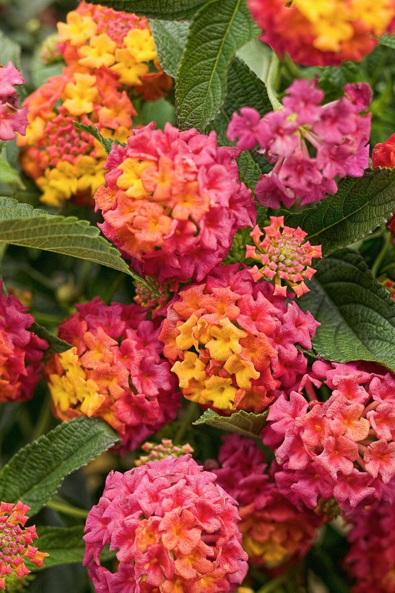 Well-Drained Soil Prevents Root Problems Well-Drained Soil Prevents Root Problems