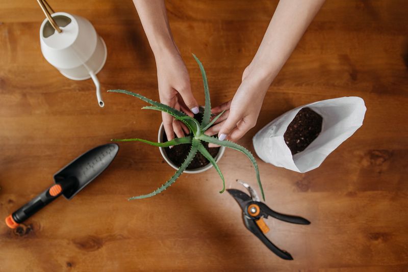 Well-Draining Soil Makes Or Breaks This Routine Well-Draining Soil Makes Or Breaks This Routine
