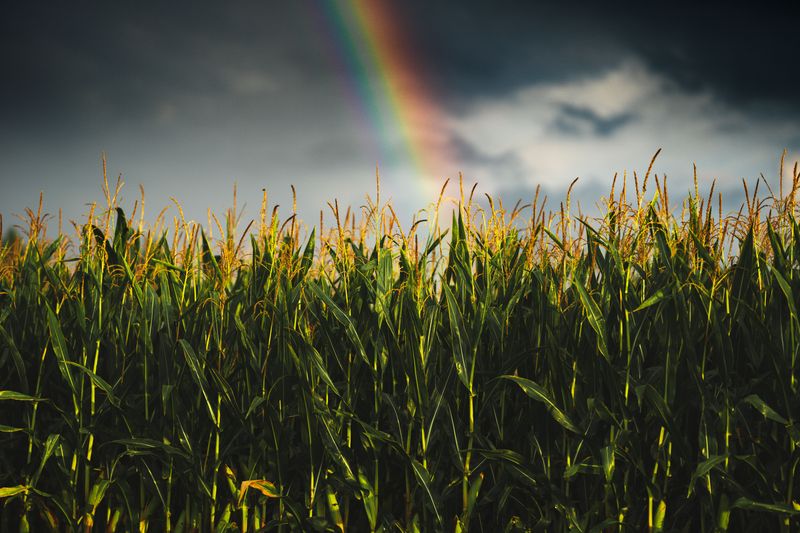 Well-Timed Rainfall During Pollination