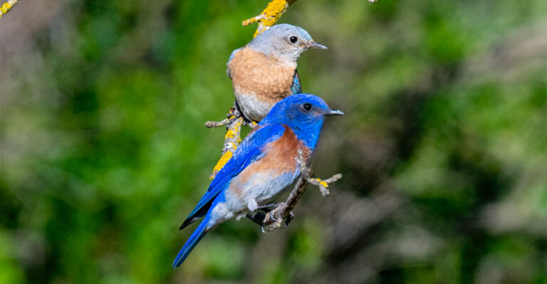 Western Bluebirds Are Returning To California Yards That Have This One Thing