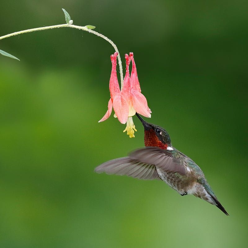 Western Columbine Helps Hummingbirds In Part Shade Western Columbine Helps Hummingbirds In Part Shade