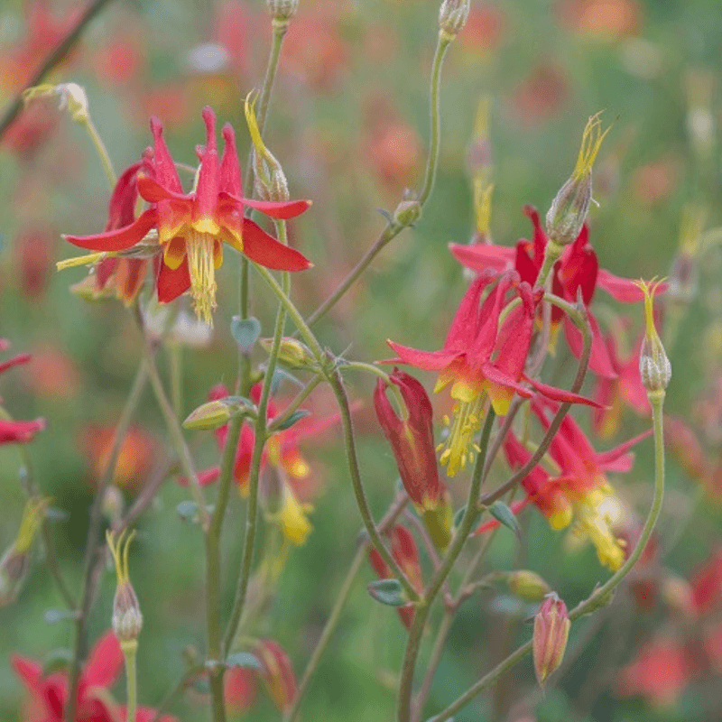 Western Red Columbine Flowers In Light Shade