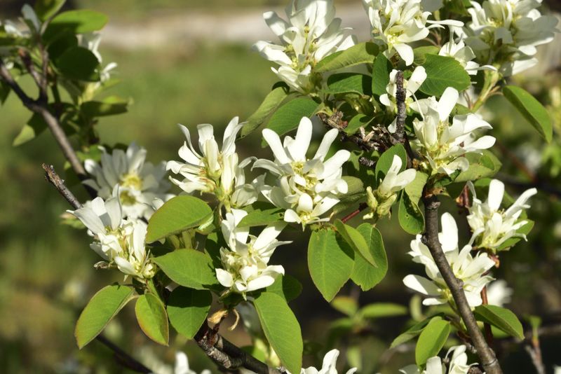 Western Serviceberry Western Serviceberry