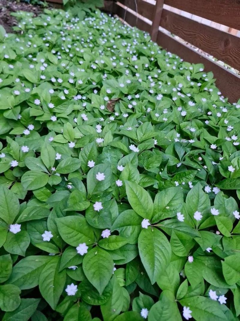 Western Starflower Softens Cool Walkway Shade Western Starflower Softens Cool Walkway Shade