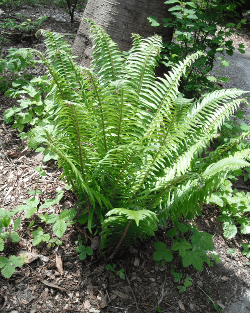 Western Sword Fern Handles Dry Shade