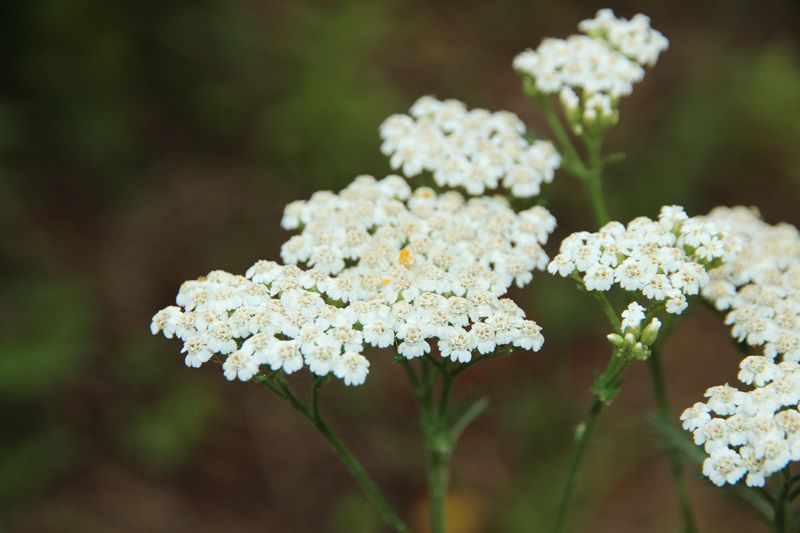 Western Yarrow Western Yarrow