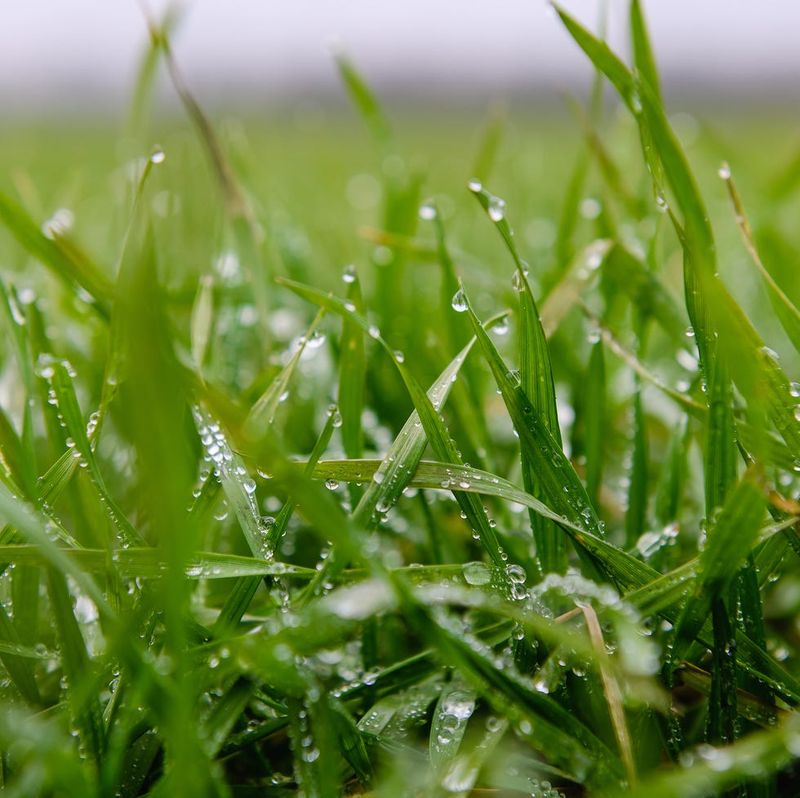 Wet Blades Dull The Mower Faster Wet Blades Dull The Mower Faster