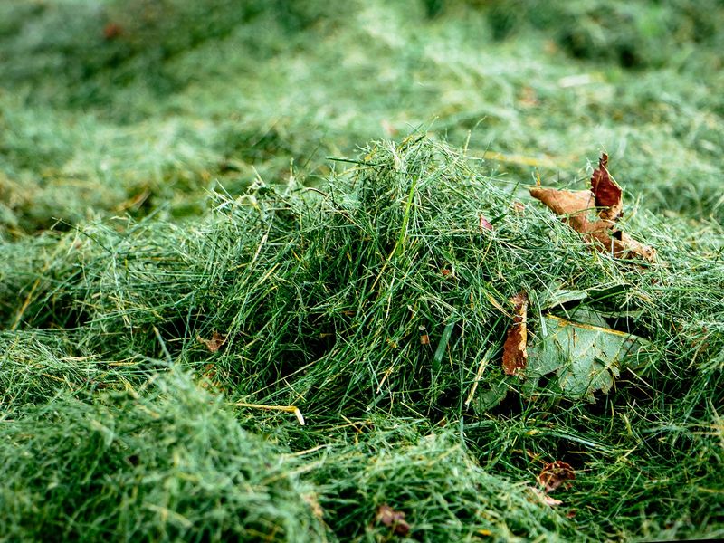 Wet Grass Clippings Wet Grass Clippings