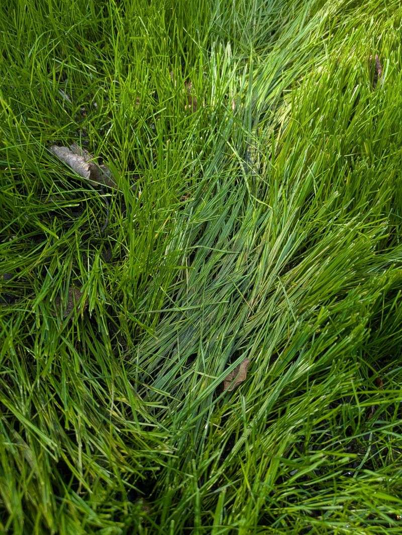 Wet Grass Clogs The Mower Deck Wet Grass Clogs The Mower Deck