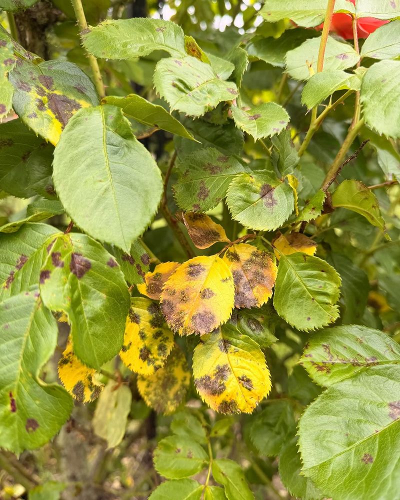 Wet Leaves Give Black Spot The Conditions It Needs
