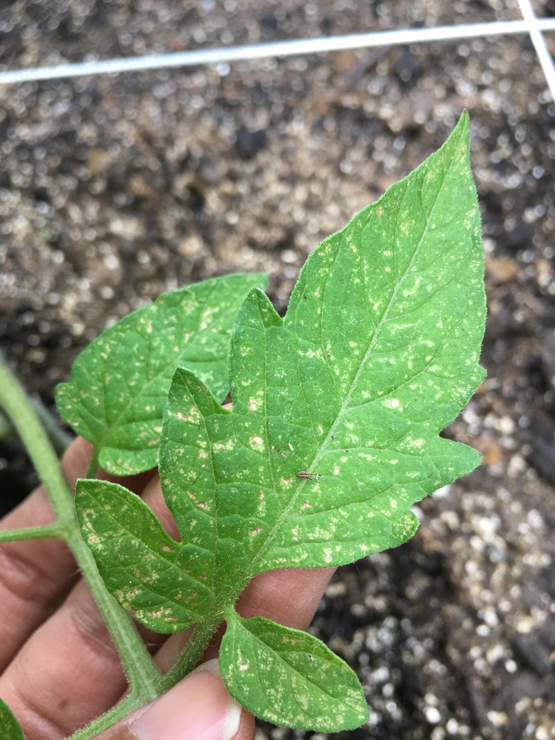 Wet Leaves Invite Disease Problems