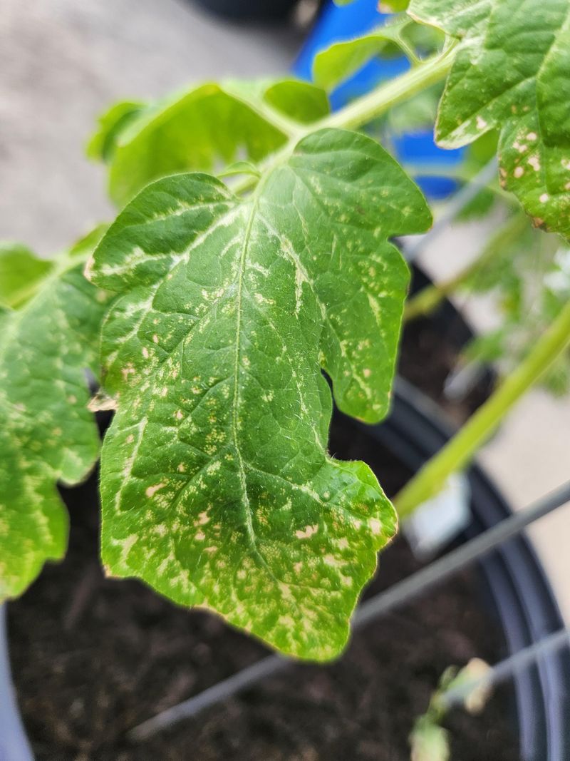 Wet Leaves Invite Disease Problems Wet Leaves Invite Disease Problems