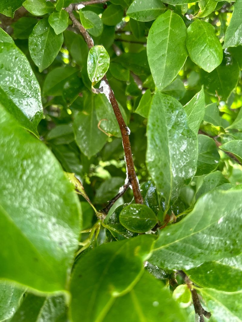 Wet Leaves Stay Wet Longer