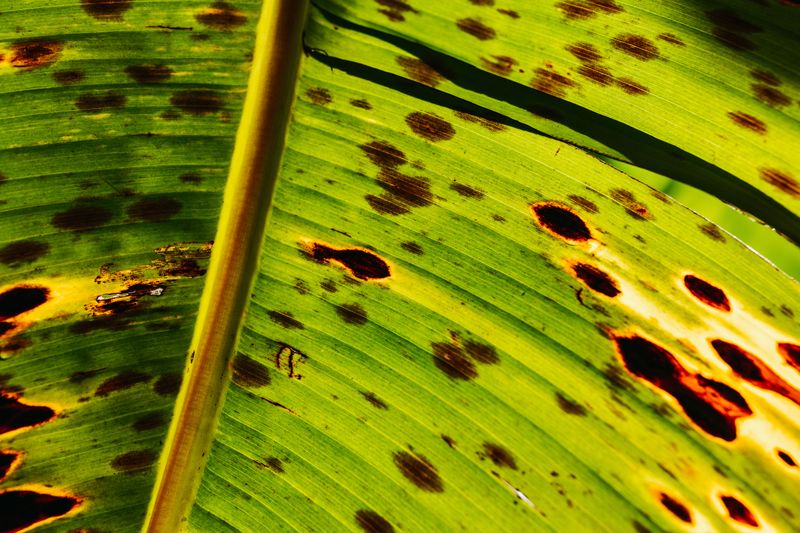 Wet Leaves Under Direct Sun Lead To Scorching And Burn Spots Wet Leaves Under Direct Sun Lead To Scorching And Burn Spots