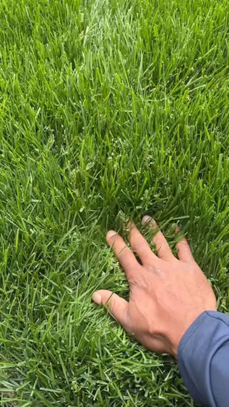 Wet Morning Grass Should Be Allowed To Dry Wet Morning Grass Should Be Allowed To Dry
