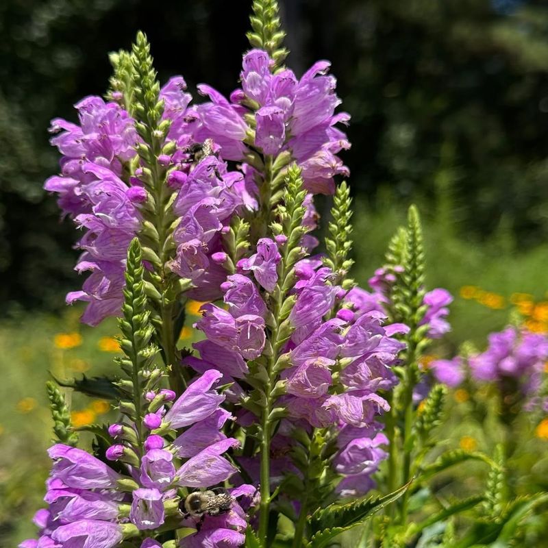 Wet, Rich Soil Supercharges The Colony's Growth