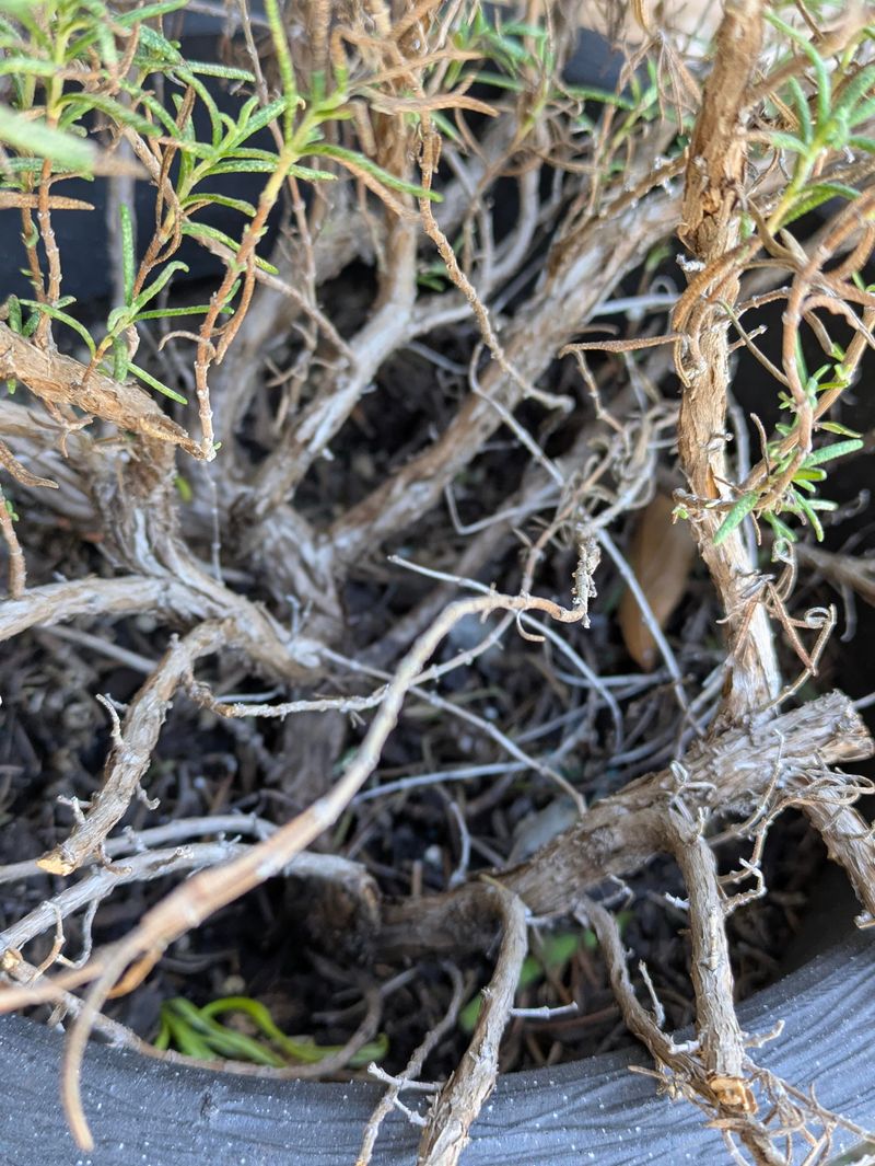 Wet Roots Are The Hidden Problem