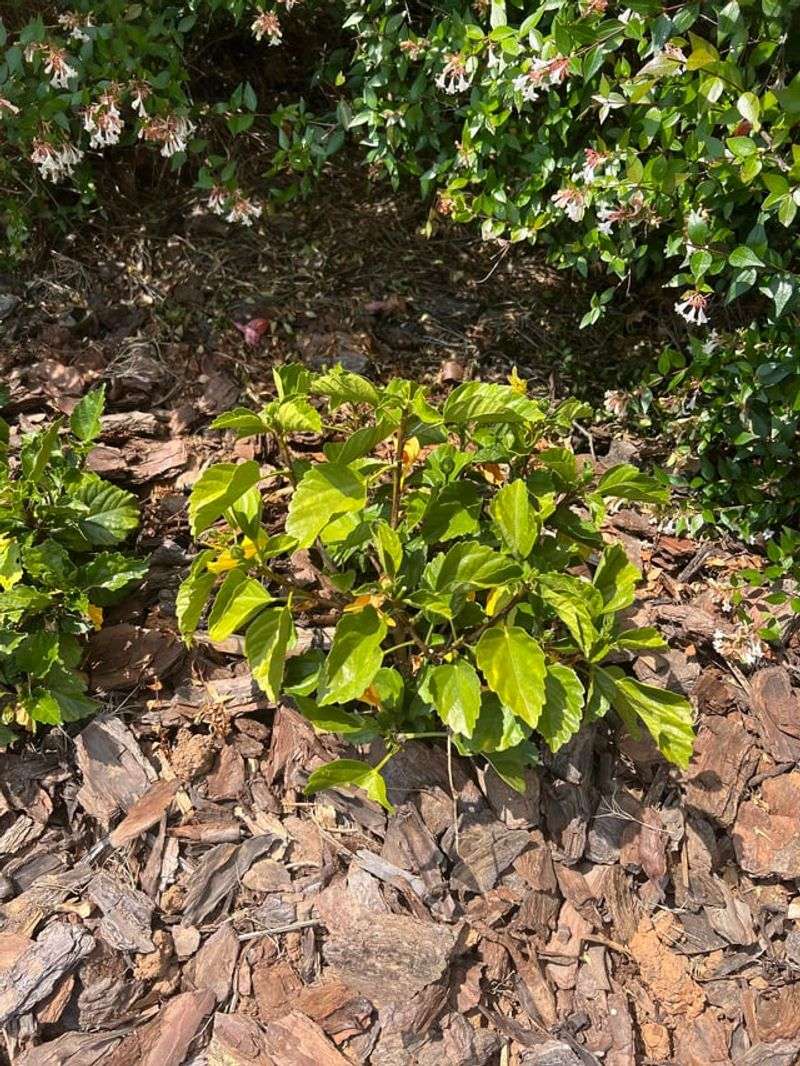 Wet Soil Can Cause Trouble Too