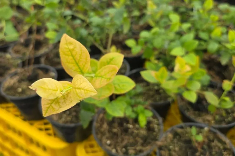 Wet Soil Can Lock Up Iron Wet Soil Can Lock Up Iron