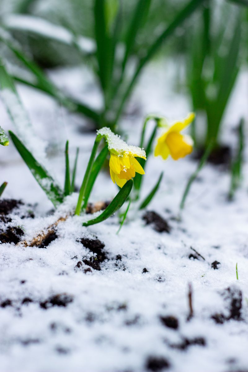 Wet Winters Can Rot Bulbs Wet Winters Can Rot Bulbs