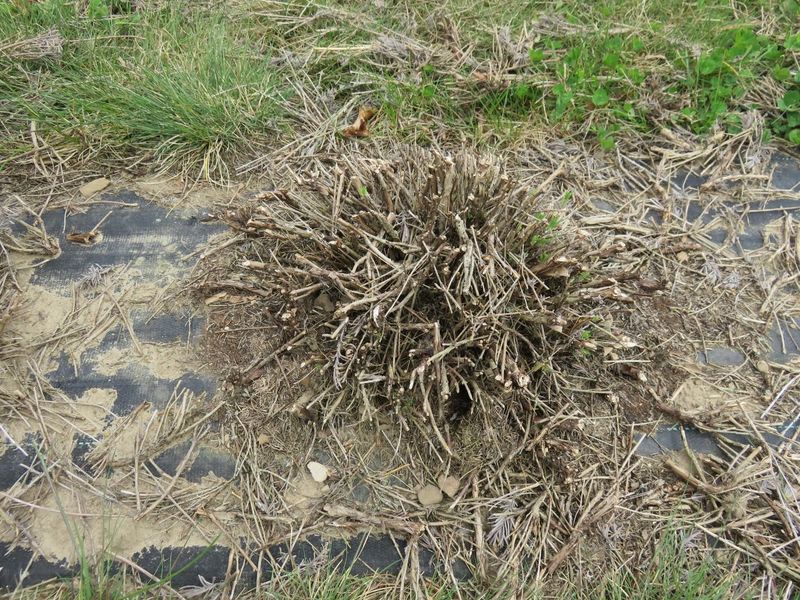 Wet Winters Make Late Pruning Riskier Wet Winters Make Late Pruning Riskier