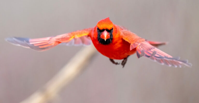 What A Cardinal’s Dawn Visit Says About Your Maryland Garden