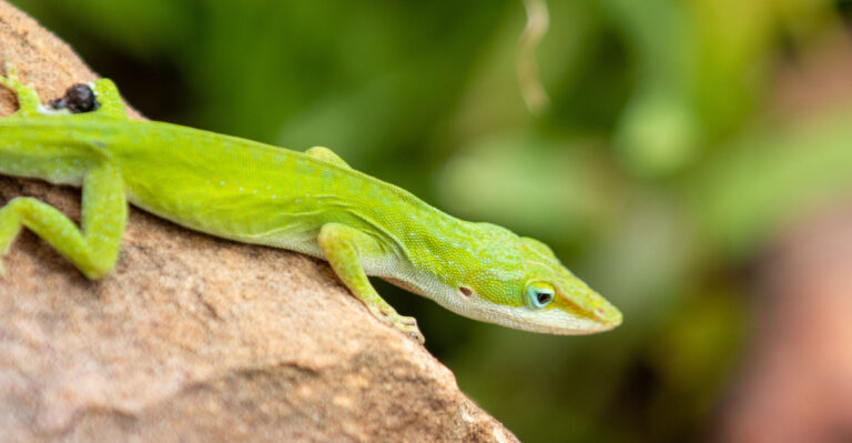 What A Growing Green Anole Population Really Says About Your Louisiana Yard