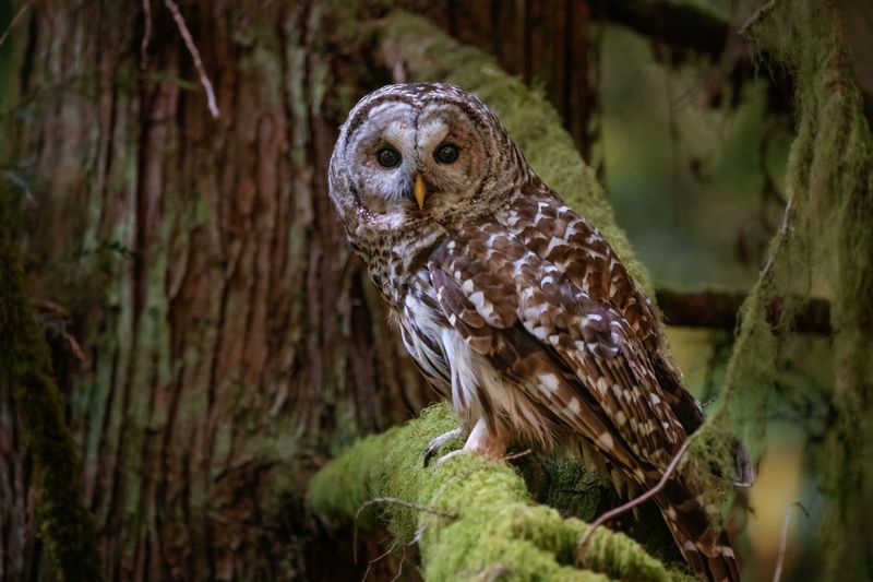 What A Healthy Owl Presence Says About Your Ecosystem