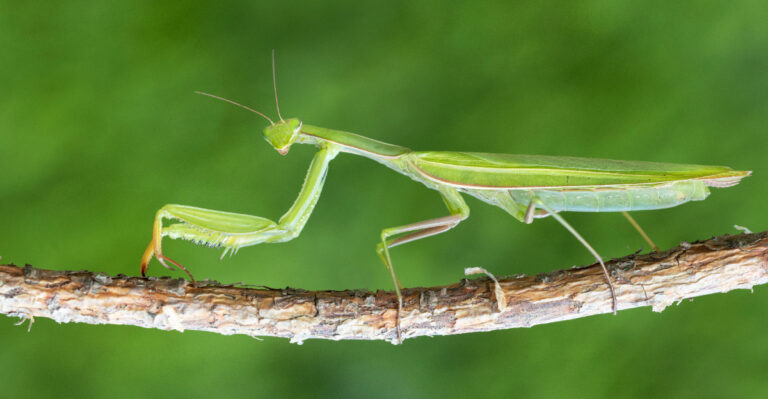 Praying Mantis (featured image)