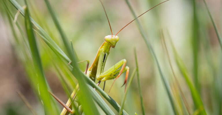 What A Praying Mantis Visit Really Means For Your New York Garden’s Ecosystem