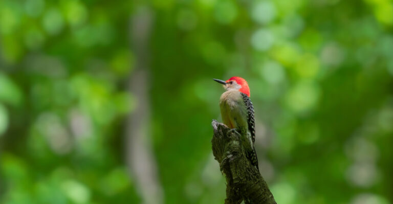 What A Red-Bellied Woodpecker Visit Says About Your New Jersey Yard