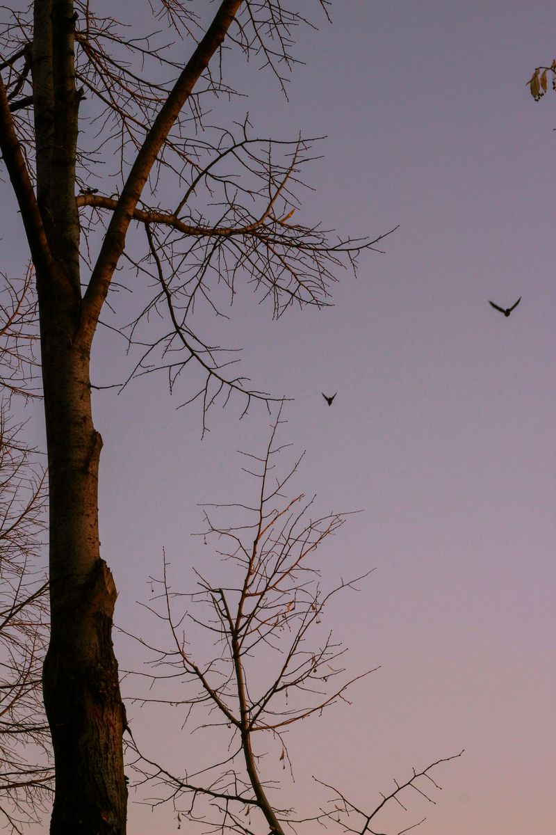 What A Regular Bat Visitor Says About Your Yard's Ecosystem What A Regular Bat Visitor Says About Your Yard's Ecosystem