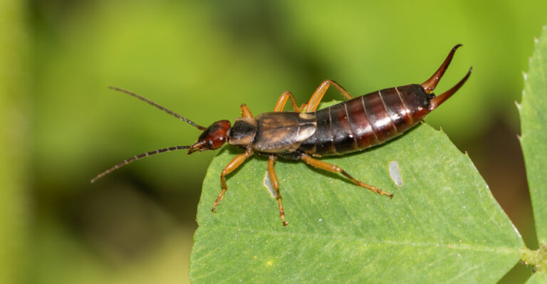 What A Sudden Earwig Surge Means For Your Oregon Garden, And How To Stop It