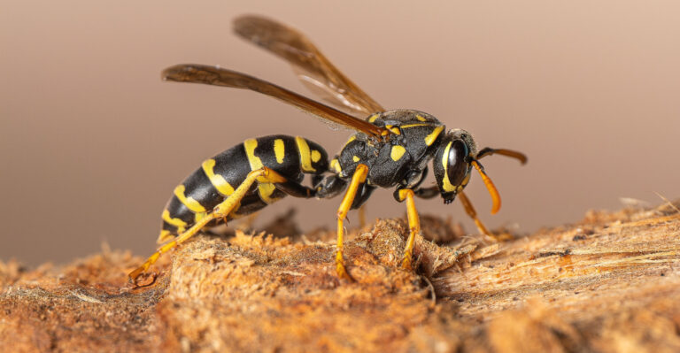 What A Sudden Influx Of Wasps Means For The Pests In Your Oregon Yard
