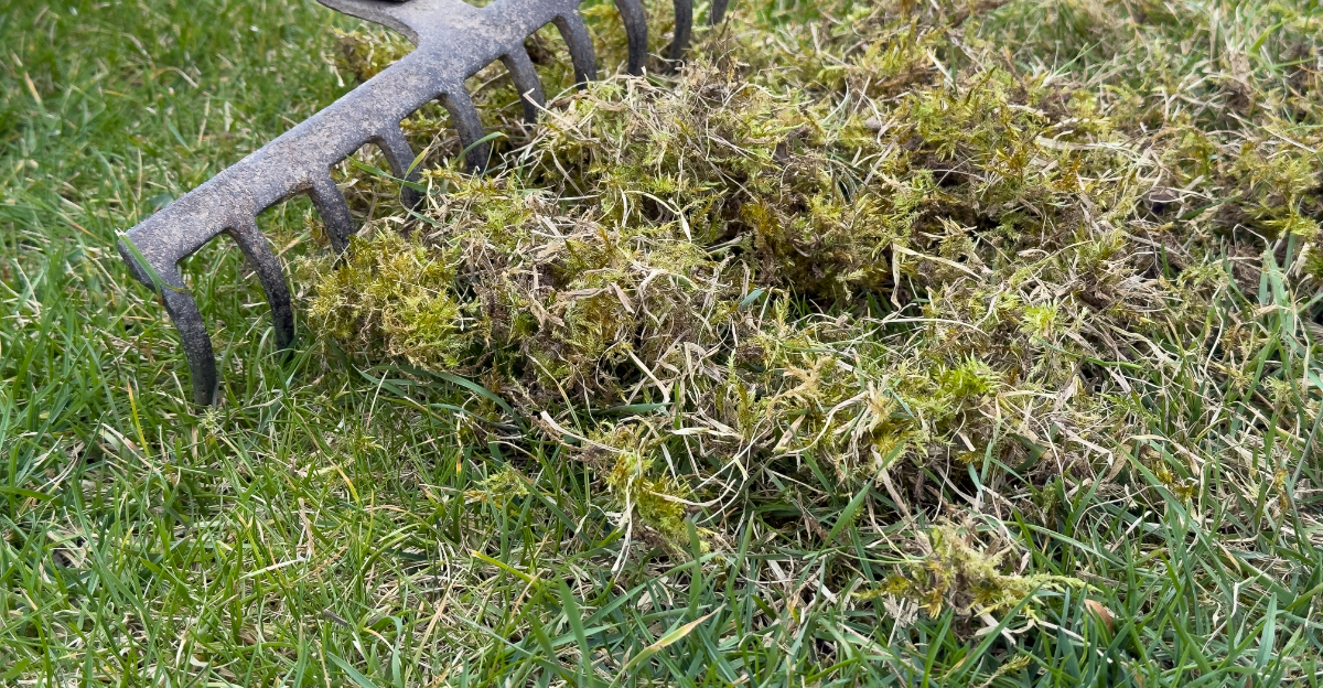 moss in lawn