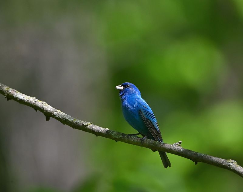 What An Indigo Bunting Looks Like What An Indigo Bunting Looks Like