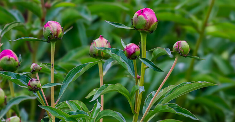 ants on peonies